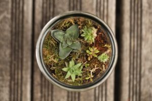 Terrarium DIY