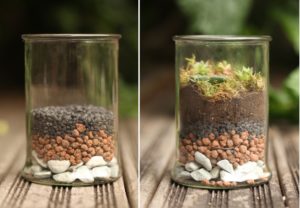 Terrarium DIY