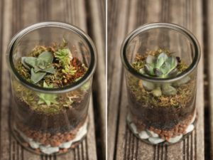 Terrarium DIY