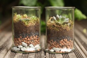 Terrarium DIY