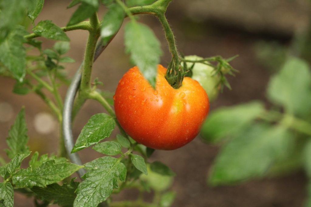 Tomate du potager