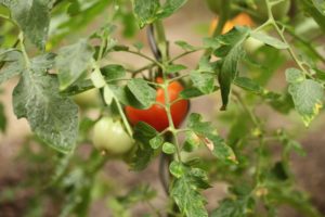 Tomate du potager